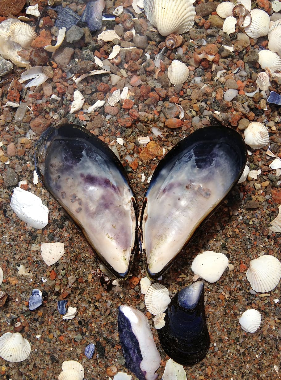 Blue Mussel, West Coast, Heart, the west coast, shell, clam, snails, salt water, beach, sea life