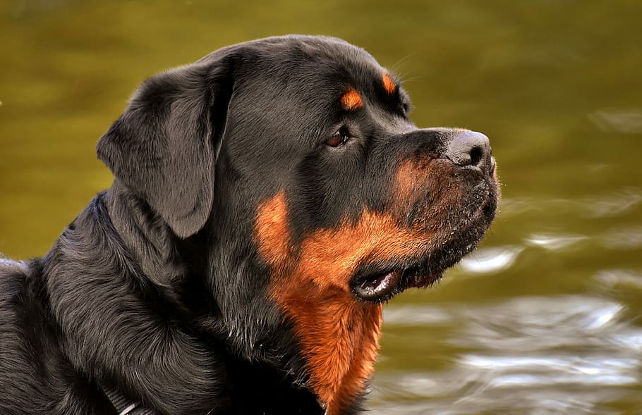 black, tan, rottweiler, swimming, water, daytime, purebred dog, animal, hundeportrait, peaceful