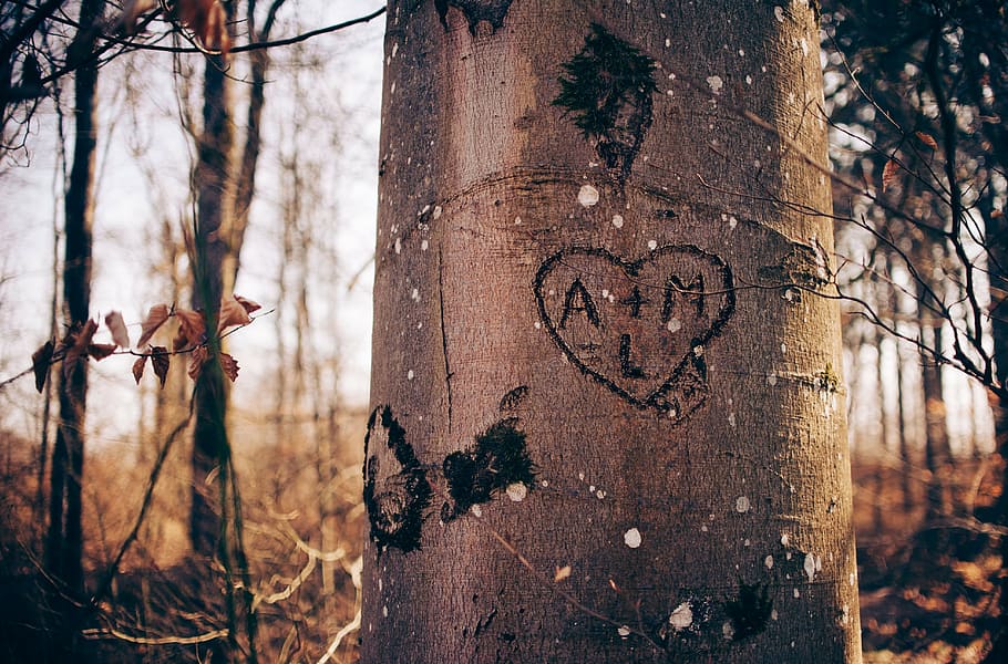 coklat, pohon, ukiran, hati, cinta, memulai, kayu, hutan, pasangan, teks