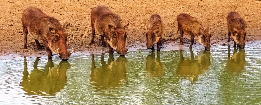 five, warthogs, drinking, water, animal themes, animal, mammal, group of animals, domestic animals, reflection