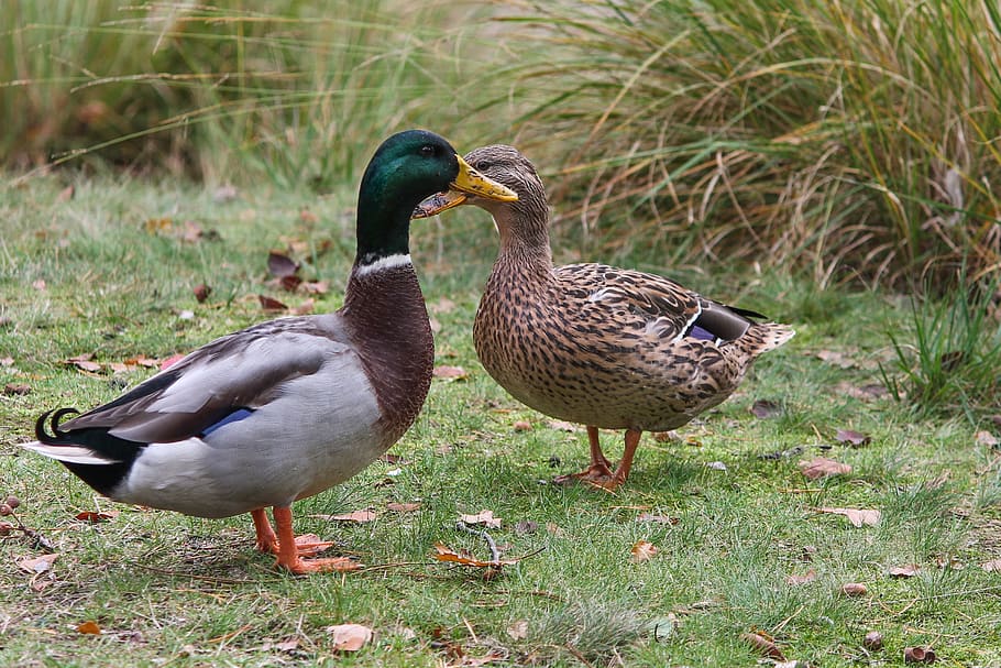 ducks, anas platyrhynchos, drake, female, pair, couple, mallards, meadow, bank, grass