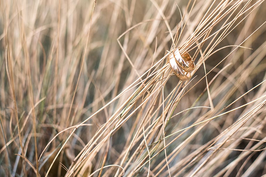 gold-colored band rings, brown, grass, wedding, wedding rings, decoration, bride, flowers, plein air, plant