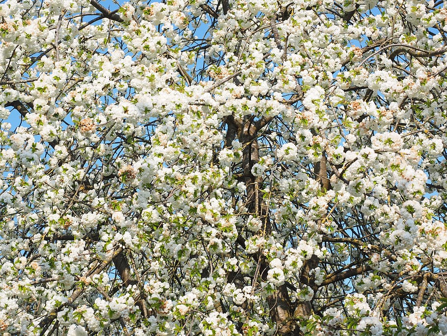bunga sakura, putih, pohon ceri, musim semi, mekar, berkembang, bunga putih, ceri, pohon, cabang blossom