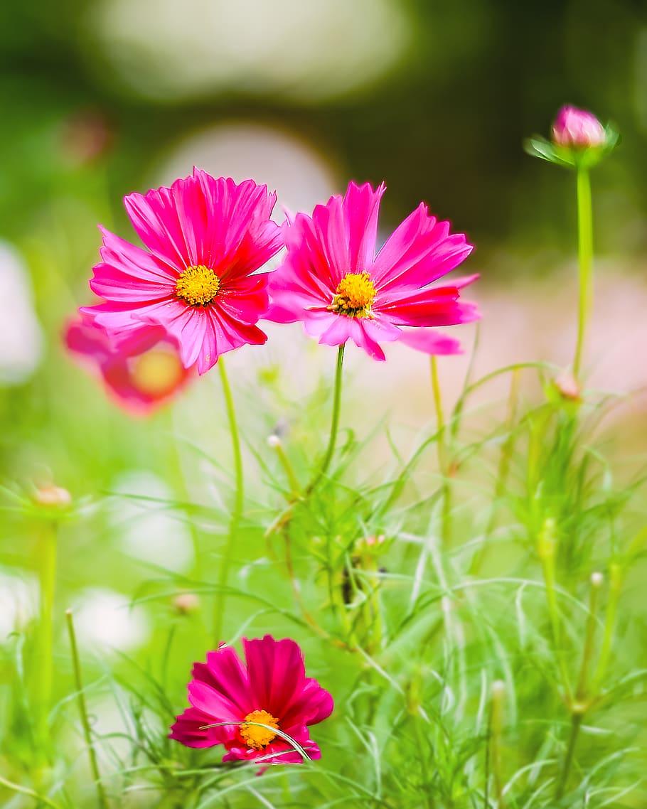 allées, Chaumont, bunga dengan warna merah muda, tanaman berbunga, bunga, tanaman, keindahan di alam, kerentanan, kerapuhan, pertumbuhan