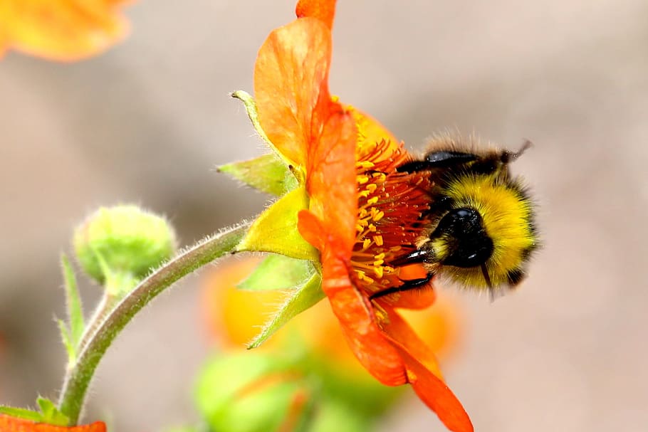 Bumble Bee, Bumblebee, Bunga, bumble, bee, yellow, bumble-bee, serangga, hewan di alam liar, tema hewan