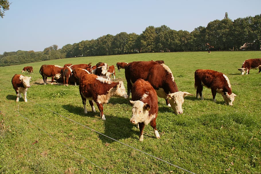 Cow, Holland, Netherlands, Animal, cattle, meadow, farm, field, grass, rural