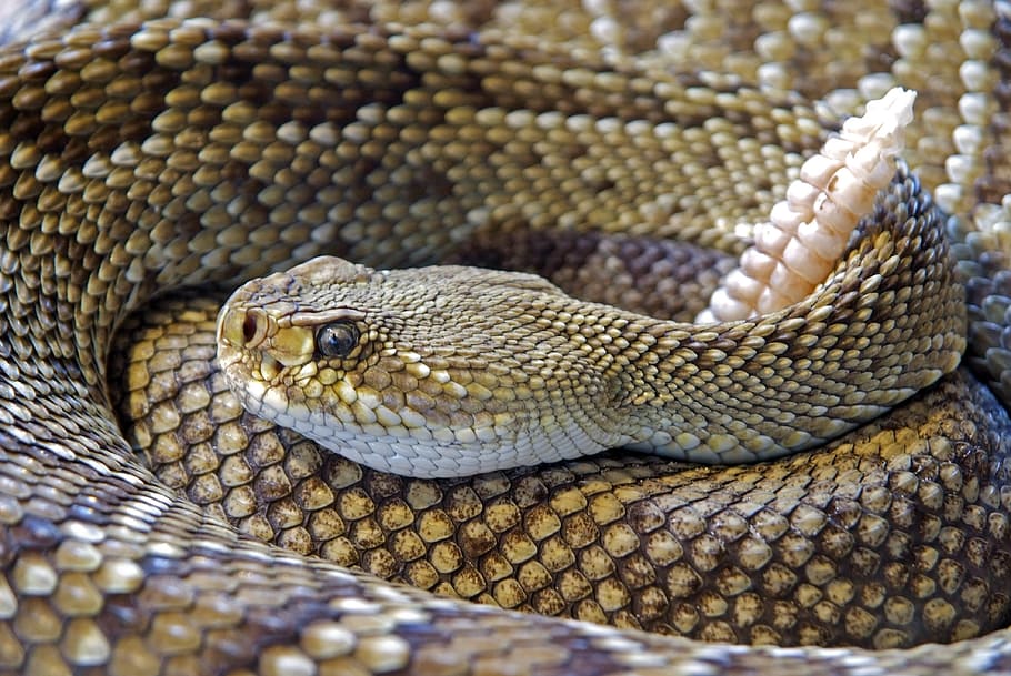 abu-abu, hitam, rattle snake, closeup, fotografi, snake, rattlesnake, reptil, kulit, racun