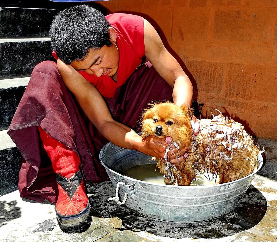 hombre, rojo, camisa, tenencia, perro, Tíbet, tazón de fuente, lavado, jabón, enjabonado