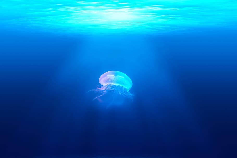 jellyfish, underwater, ocean, sea, blue, animal wildlife, animals in the wild, animal themes, water, animal