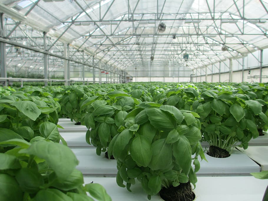 green, basil seedling lot, basil, greenhouse, plant, food, vegetable, garden, organic, freshness