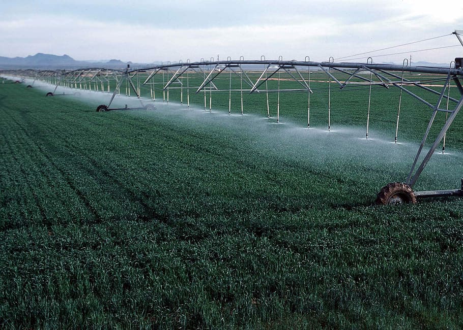 gandum, tumbuh, irigasi Center-pivot, tumbuh di, Yuma County, Colorado, pertanian, pivot pusat, tanaman, foto
