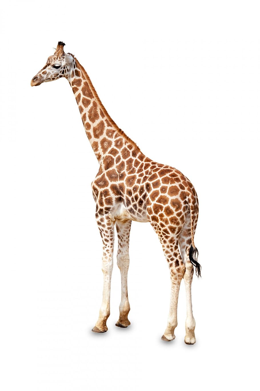 jirafa adulta, áfrica, africano, animal, grande, marrón, de pie, lindo, orejas, cara