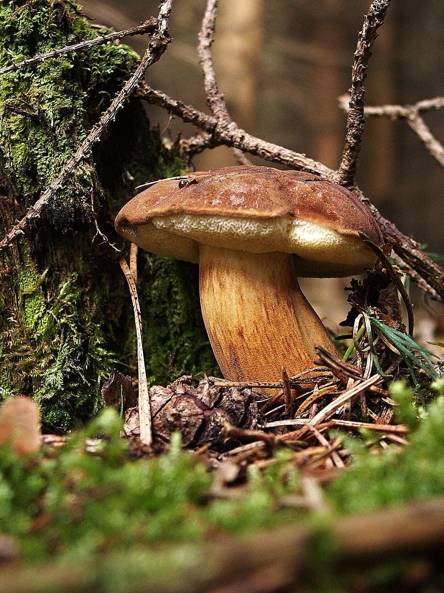 fungus, boletus, bun, edible, mushroom picking, macro, nature, collection, south bohemia, forest