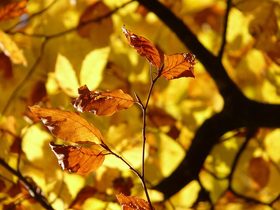 selective, focus photo, brown, leaves, beech, fagus sylvatica, fagus, deciduous tree, golden autumn, golden october