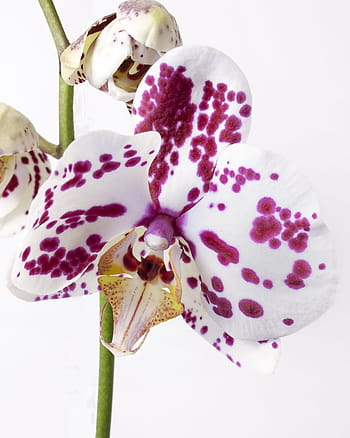 Página 3 | Fotos Orquídea Mariposa libres de regalías | Pxfuel