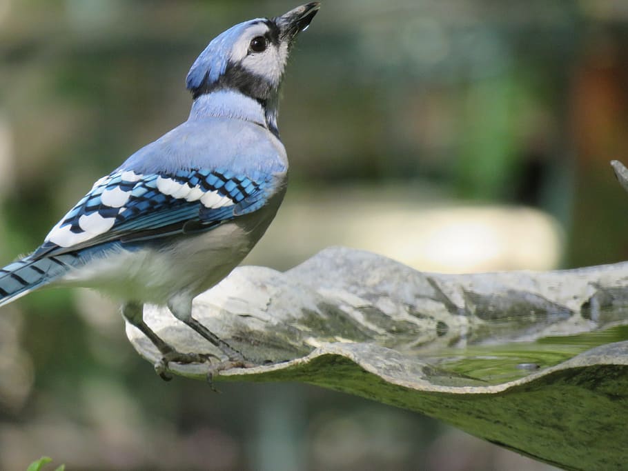 bird, blue jay, colorful, wildlife, animal themes, animal, one animal, animal wildlife, vertebrate, animals in the wild