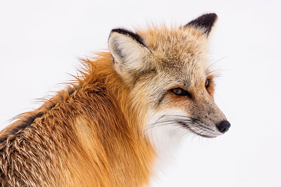 close, orange, fox, red fox, wildlife, snow, winter, portrait, sitting, nature