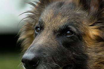 Página 2 - Fotos perfil de retrato de un perro libres de regalías - Pxfuel