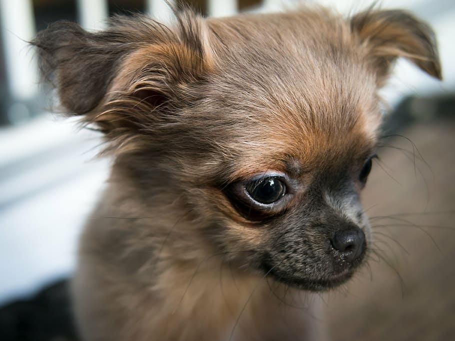 Chihuahua, cachorro, bebê, cara, vista, olhar, relógio, olho, retrato, jovem