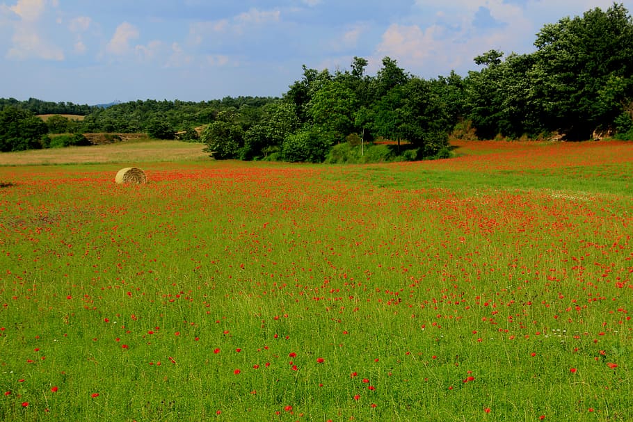 poppy, fields, landscape, countryside, spring, tuscany, italy, plant, tree, growth
