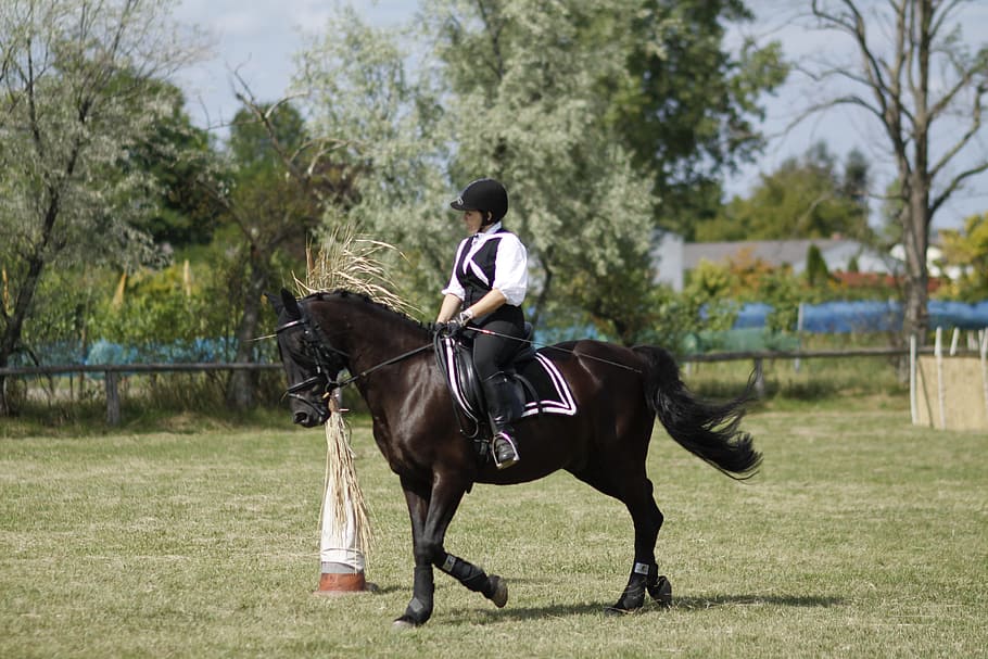 Ride, Equestrian, Dressage, Woman, Horse, sport, horseback riding, riding, domestic animals, competition