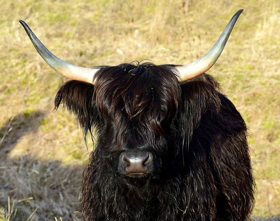 highland beef, escocés, galloway, cuernos, negro, lanudo, salvaje, vaca, carne de res, frontal
