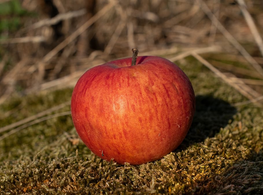 apel merah, apel, matang, buah, panen, musim gugur, alam, kebun apel, pohon buah, apfelernte