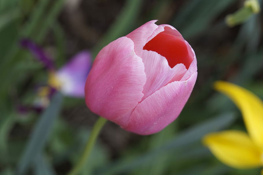 Tulip, Merah Muda, Taman, schnittblume, musim semi, alam, tanaman, mekar, flora, makro
