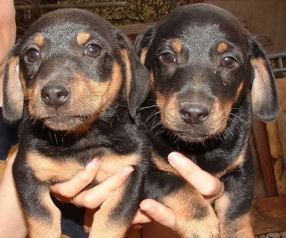 person, holding, black-and-tan doberman puppies, dogs, dachshund, puppy, human hand, mammal, pets, hand