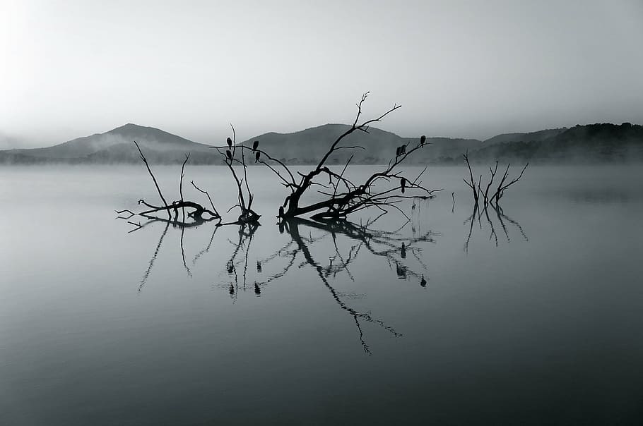 gray, scale photo, tree, water, nature reserve, africa, lake, silent, rest, landscape