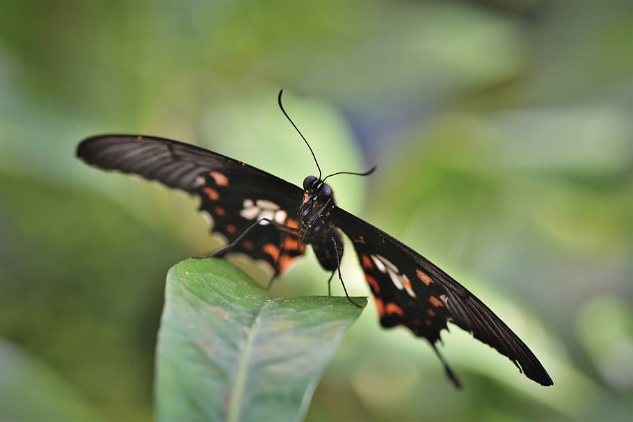 butterfly, butterflies, wing, insect, animal, animal world, invertebrate, animal wildlife, animal themes, animals in the wild