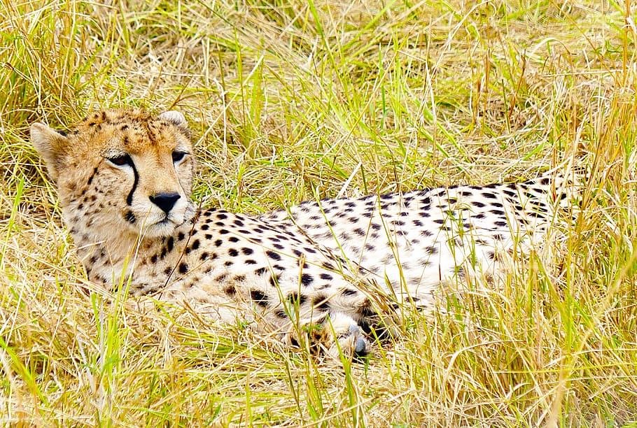 guepardo, gato grande, depredador, felino, áfrica, kenia, masai, mara, animal, temas de animales