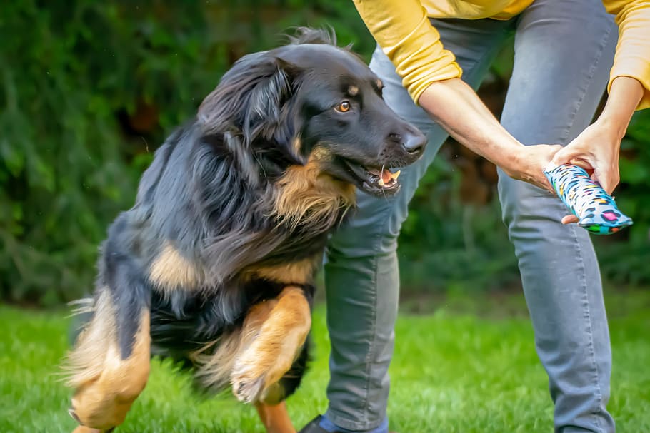 dog, large, hovawart, purebred dog, play, pet, movement, jump, black, canine