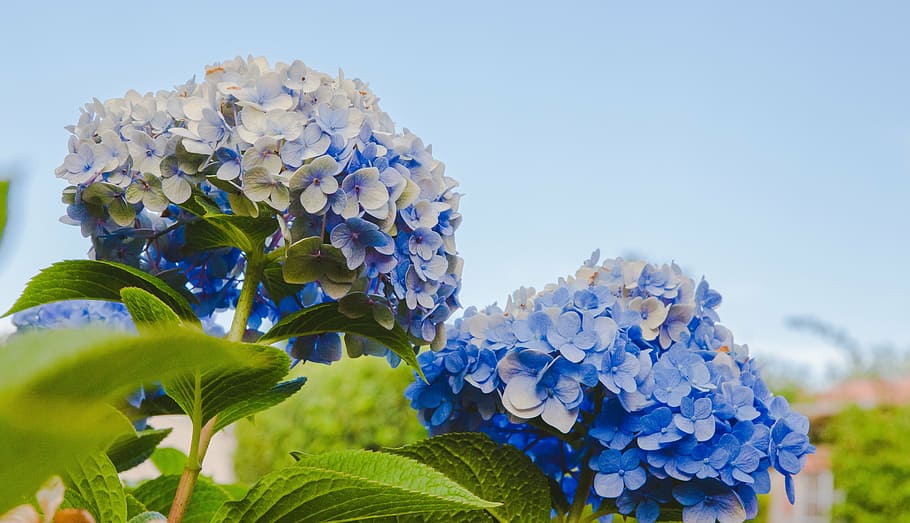 blue, petaled flowers, green, leaves, flower, petal, bloom, garden, plant, nature