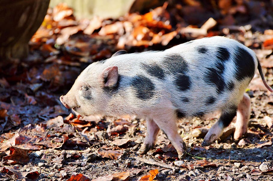 pink, black, piglet, standing, ground, pot bellied pig, pig, young animal, sow, livestock
