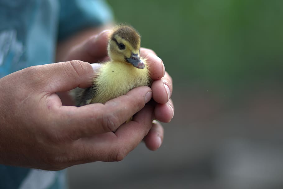 duckling, small, fluffy, yellow, cute, young people, bird, animal themes, animal, human hand