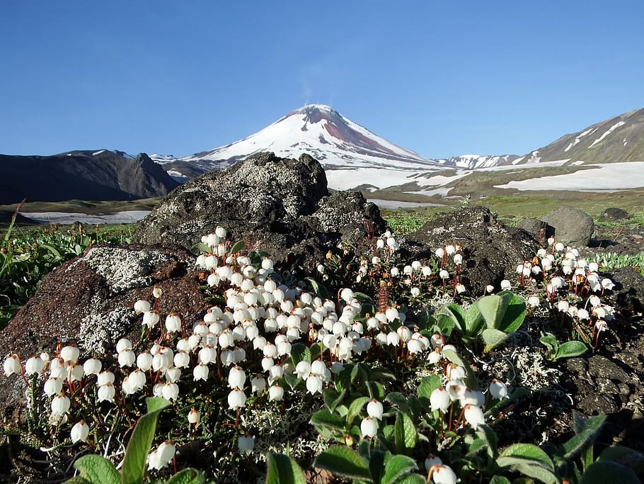 the volcano avachinsky, summer, flowers, mountain plateau, kamchatka, peninsula, landscape, mountains, snow, flowers on the slag