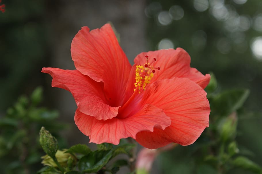 hibiscus, flower, coral, pink, floral, tropical, summer, plant, blossom, hawaii