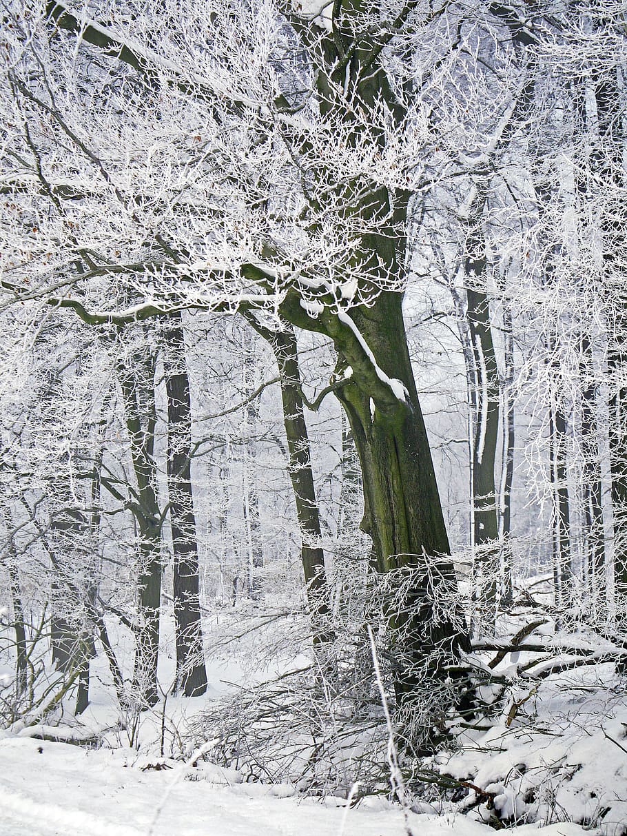 winter forest, new zealand, fog, deciduous forest, book, oak, dead wood, snow, winter, frost