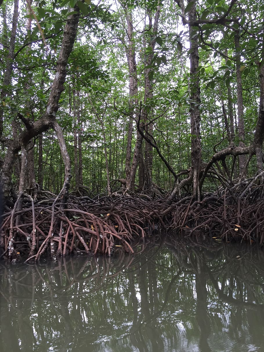 manglar, filipinas, árboles, naturaleza, pantano, al aire libre, medio ambiente, raíz, escénico, árbol
