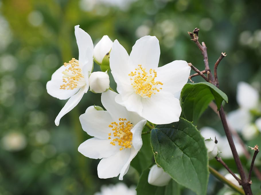 close-up photo, three, white, petaled flowers, mock orange, jasmin, flowers, european whistle shrub, philadelphus coronary, pale whistle shrub
