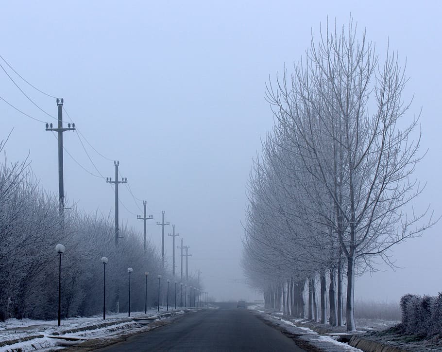 street, winter, symmetry, trees, poles, cold temperature, snow, tree, sky, the way forward