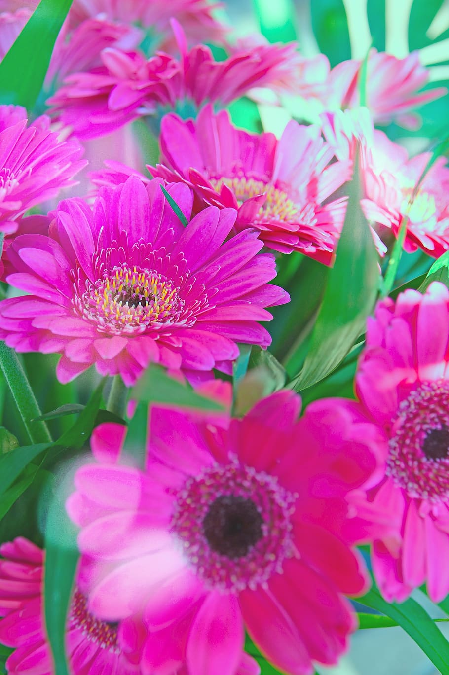 Royalty-free lovely pink gerbera photos free download | Pxfuel