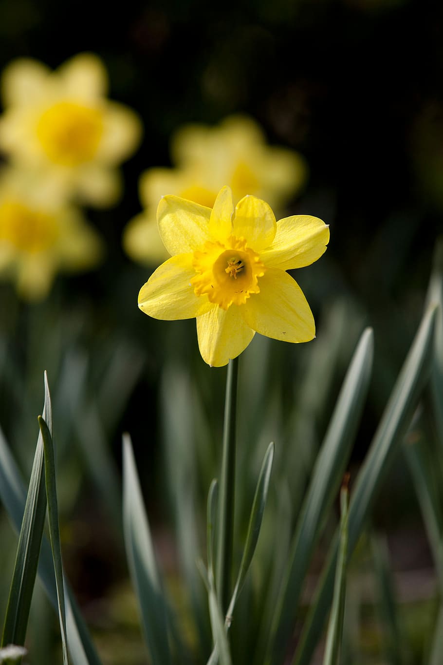 Bunga Musim Semi, Alam, Tanaman, bunga, musim semi, indah, tidak fokus, bunga kecil, april, bunga kuning