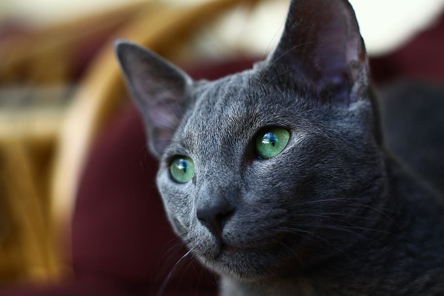 tilt shift lens photography, gray, cat, russian, blue, eyes, near, grey fur, animal themes, animal