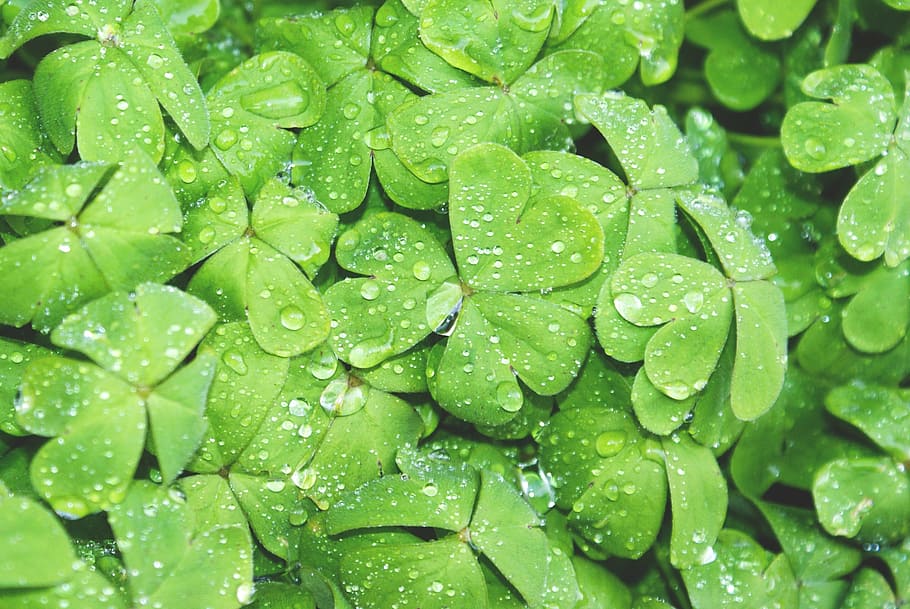 close-up photography, green, leaves, water, drops, clovers, wet, shamrock, nature, spring