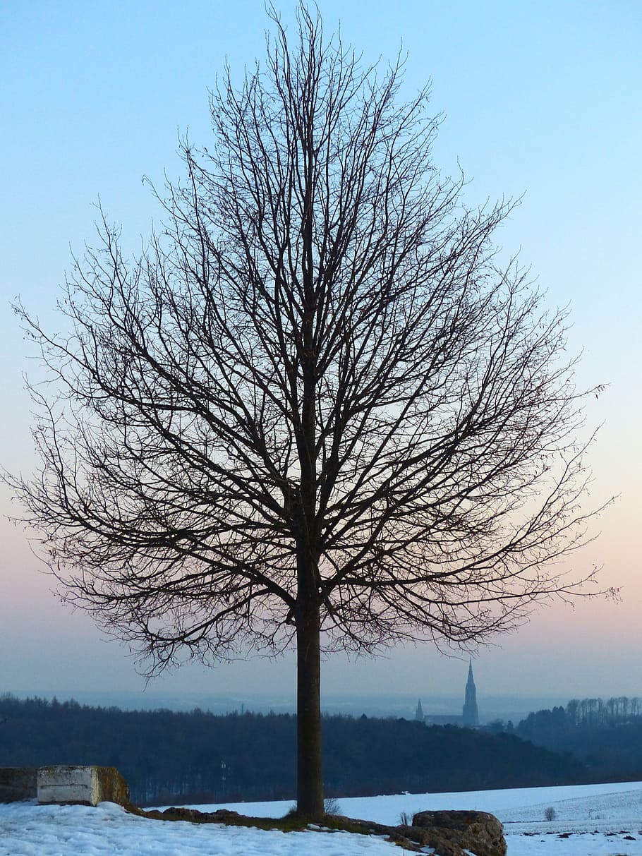 Tree, Landscape, Nature, Outlook, Ulm, ulm cathedral, münster, city, haze, fog