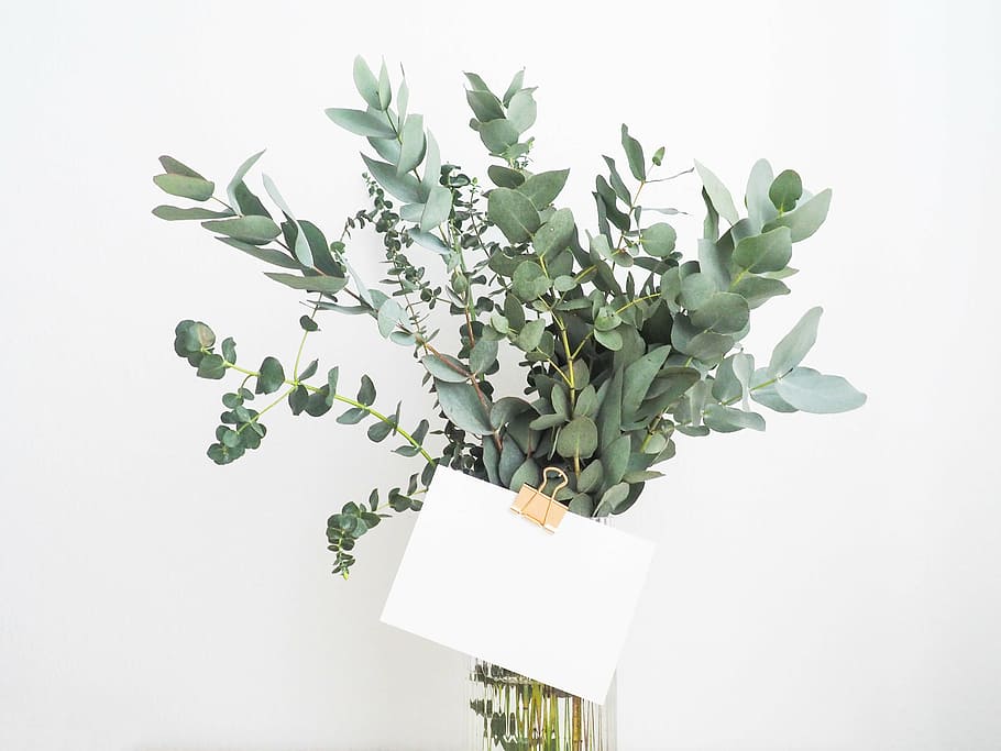 green, leaves, paper, leaf, plants, interior, flower, glass, water, vase