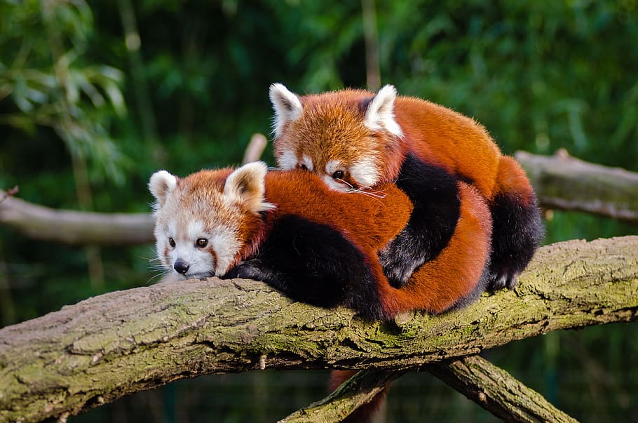 male, female, red, pandas, branch, daytime, animal, cuddle, cute, environment