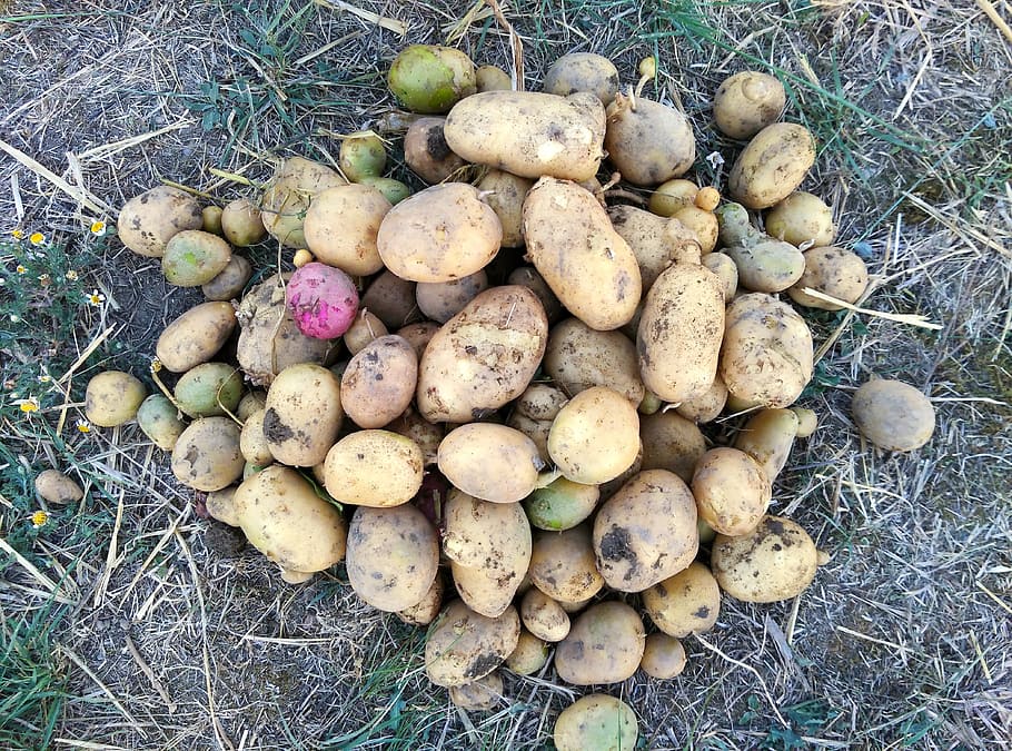 potatos, potatoes, harvest, field, cultivation, vegetable, food, organic, ecological, tuber
